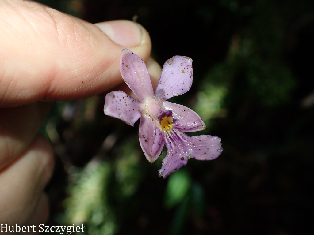 Epidendrum macdougallii (Hágsater) Hágsater
