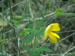 Gompholobium latifolium