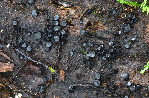 Pseudosclerococcum golindoi