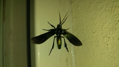 Macrocneme chrysitis