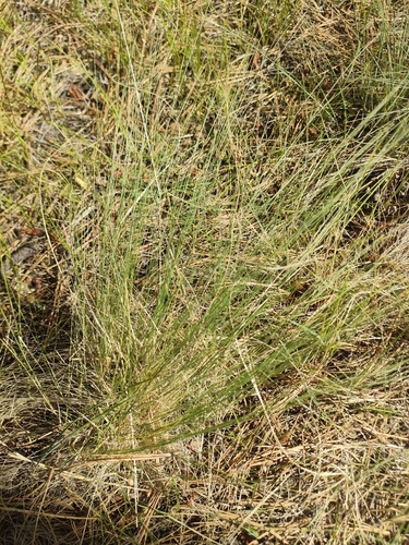 Arizona Fescue (Festuca arizonica)