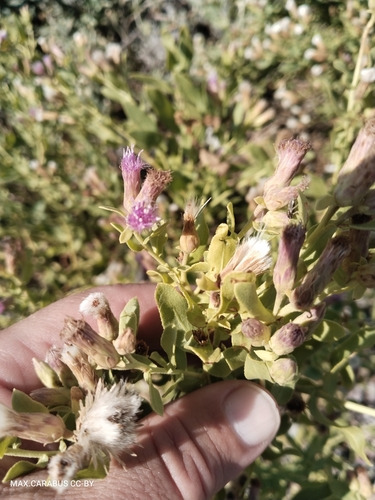 Karelinia caspia, photograph 3