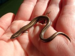 Hemiergis decresiensis