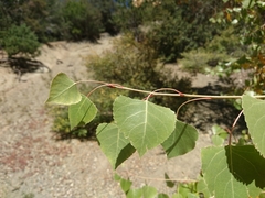 Populus fremontii fremontii