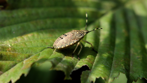 Rhaphigaster nebulosa