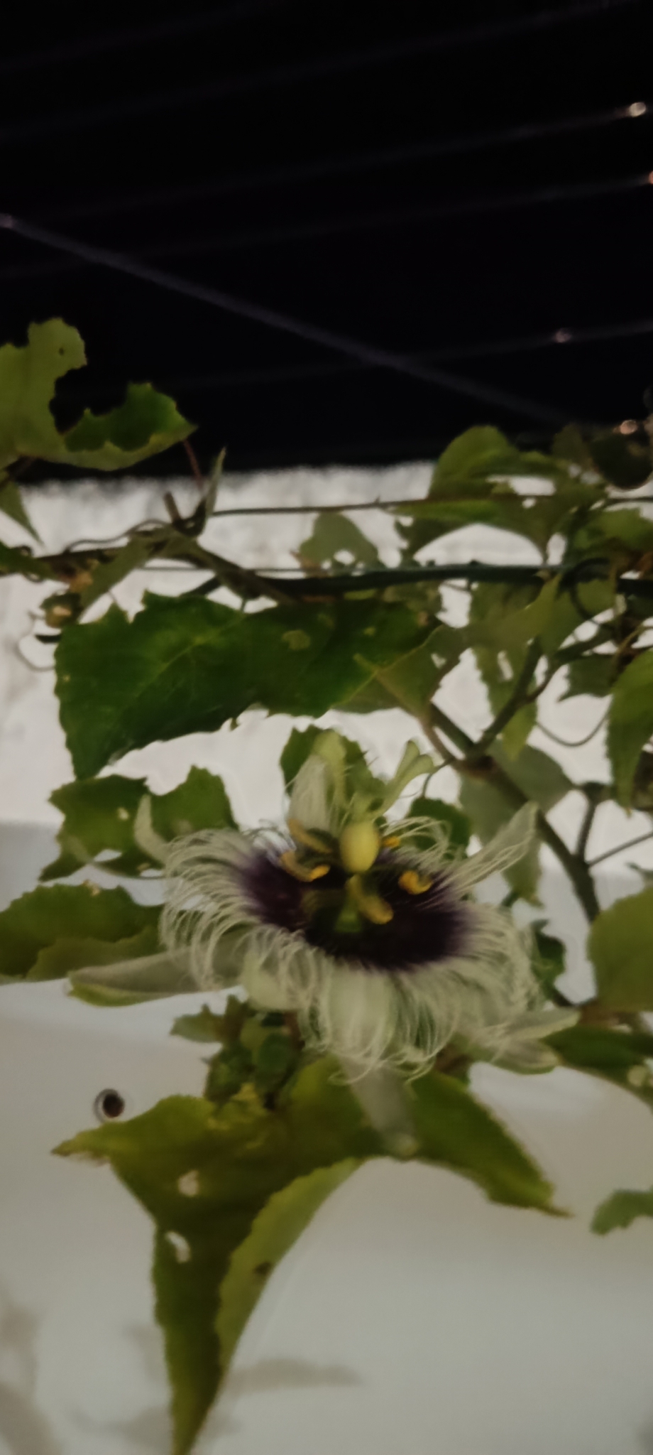 Passiflora edulis