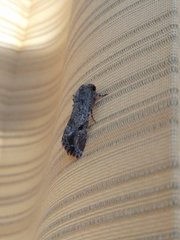Lepidoptera