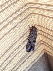 Lepidoptera