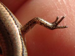 Hemiergis decresiensis