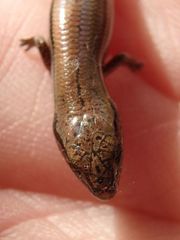 Hemiergis decresiensis