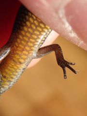 Hemiergis decresiensis