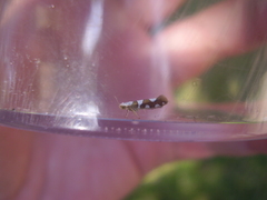 Argyresthia brockeella