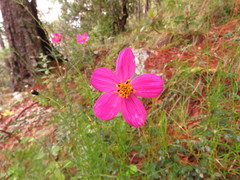 Cosmos crithmifolius