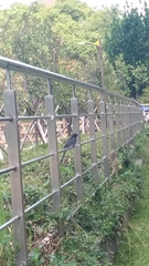 Dicrurus macrocercus