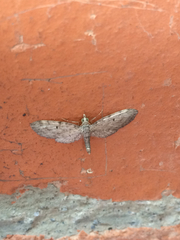Eupithecia endotherma