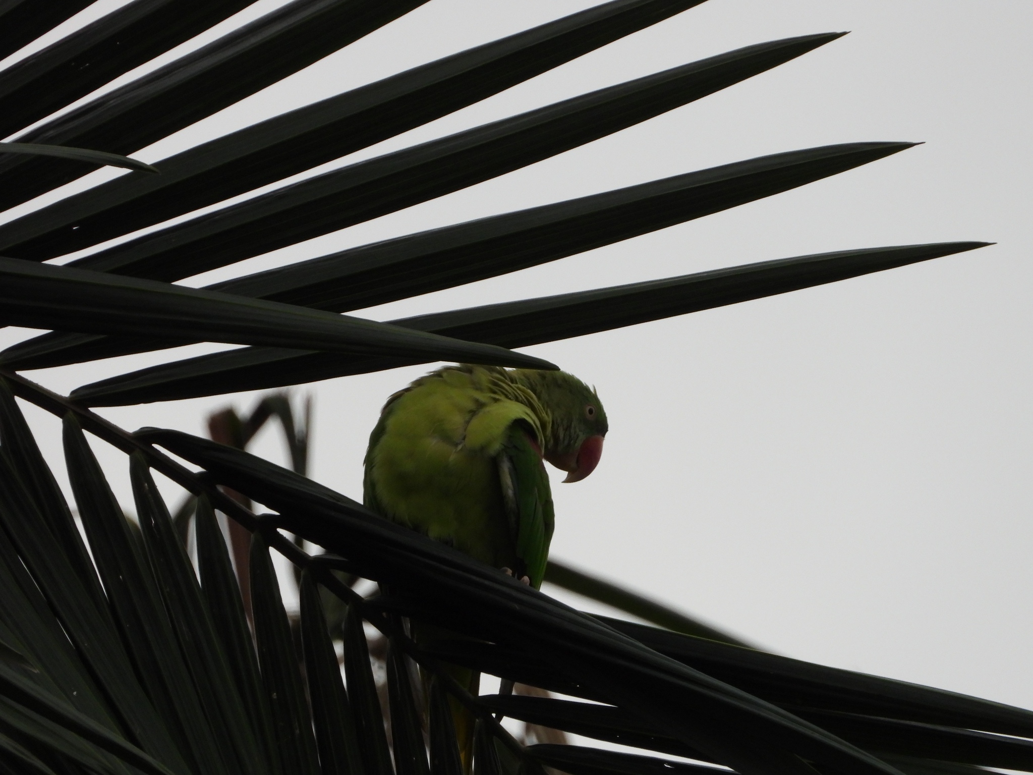 Alexandrine Parakeet