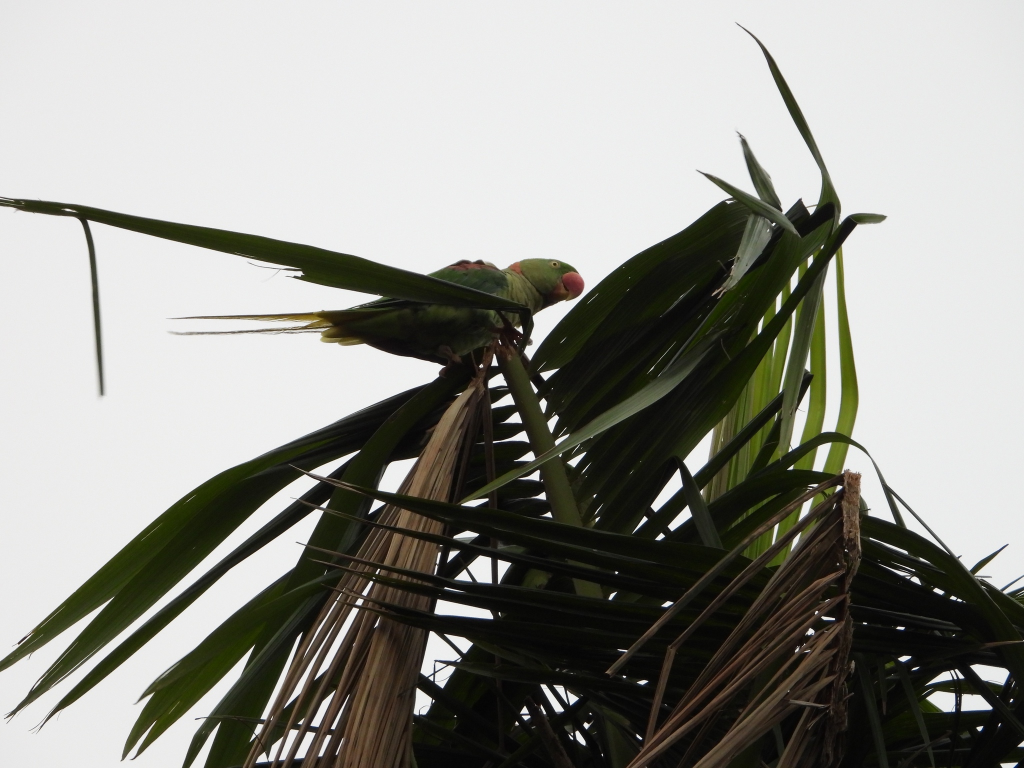 Alexandrine Parakeet