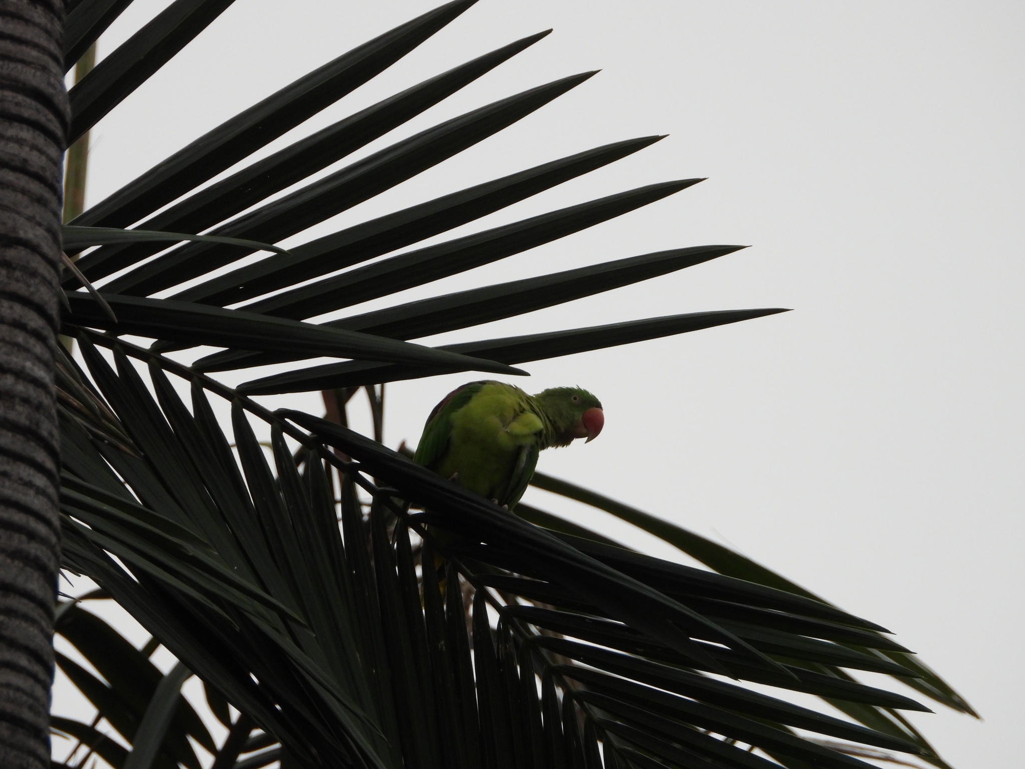 Alexandrine Parakeet