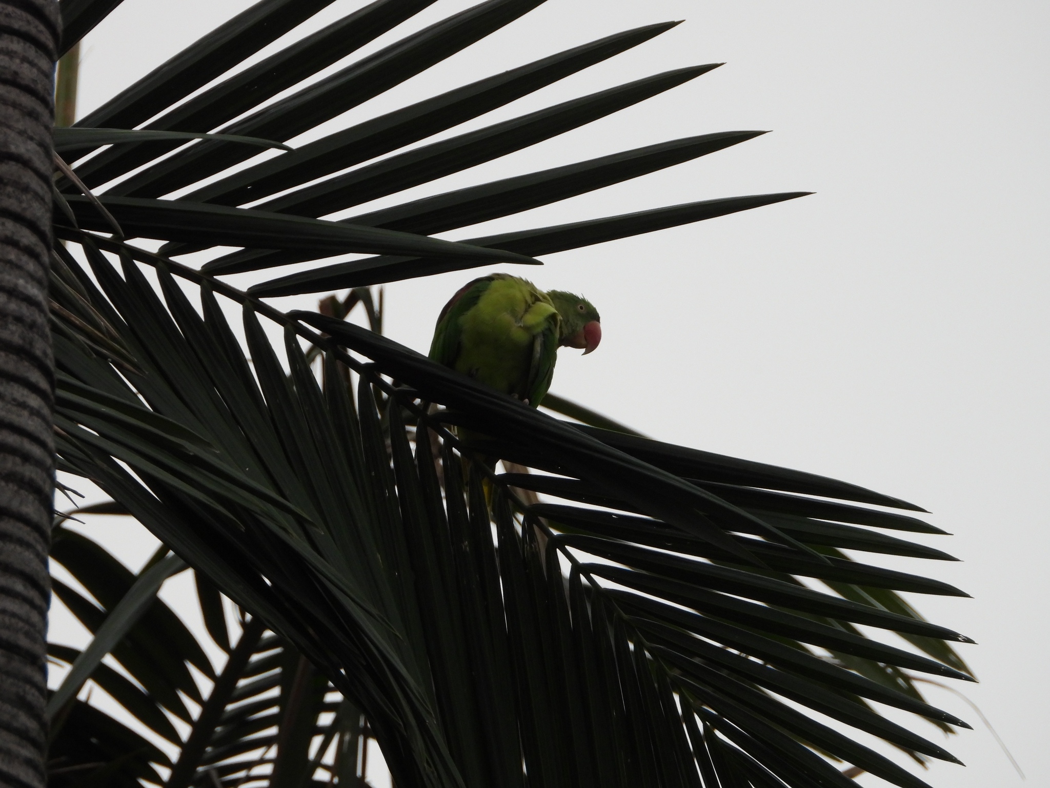 Alexandrine Parakeet