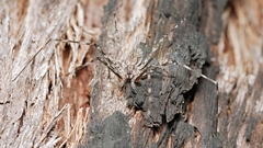Tamopsis fickerti