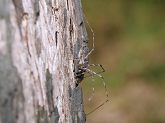 Tamopsis fickerti