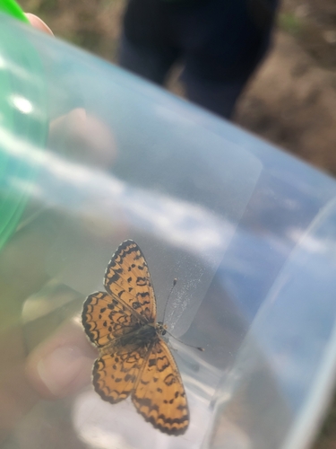 Lesser Spotted Fritillary