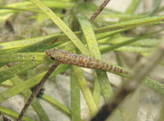Gobiesocidae