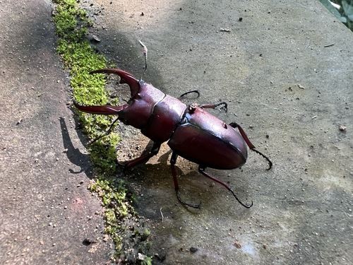 Common Red Stag Beetle