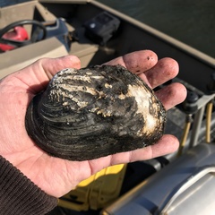 Arcidens confragosus