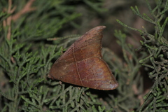 Ophisma