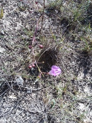 Agalinis edwardsiana