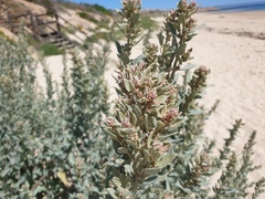 Atriplex cinerea