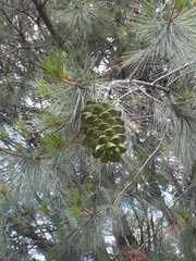 Pinus maximartinezii