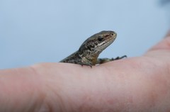 Zootoca vivipara