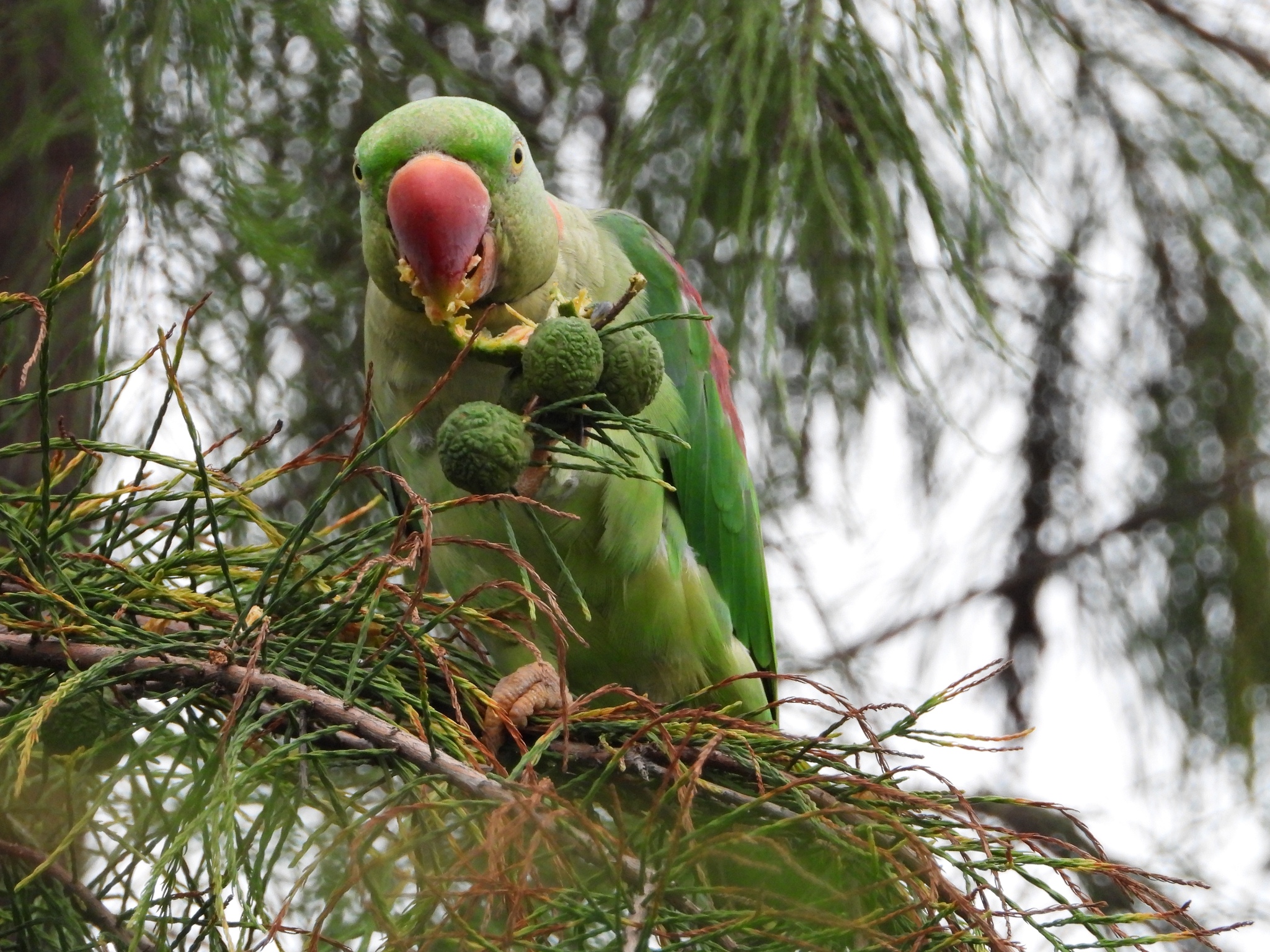Alexandrine Parakeet