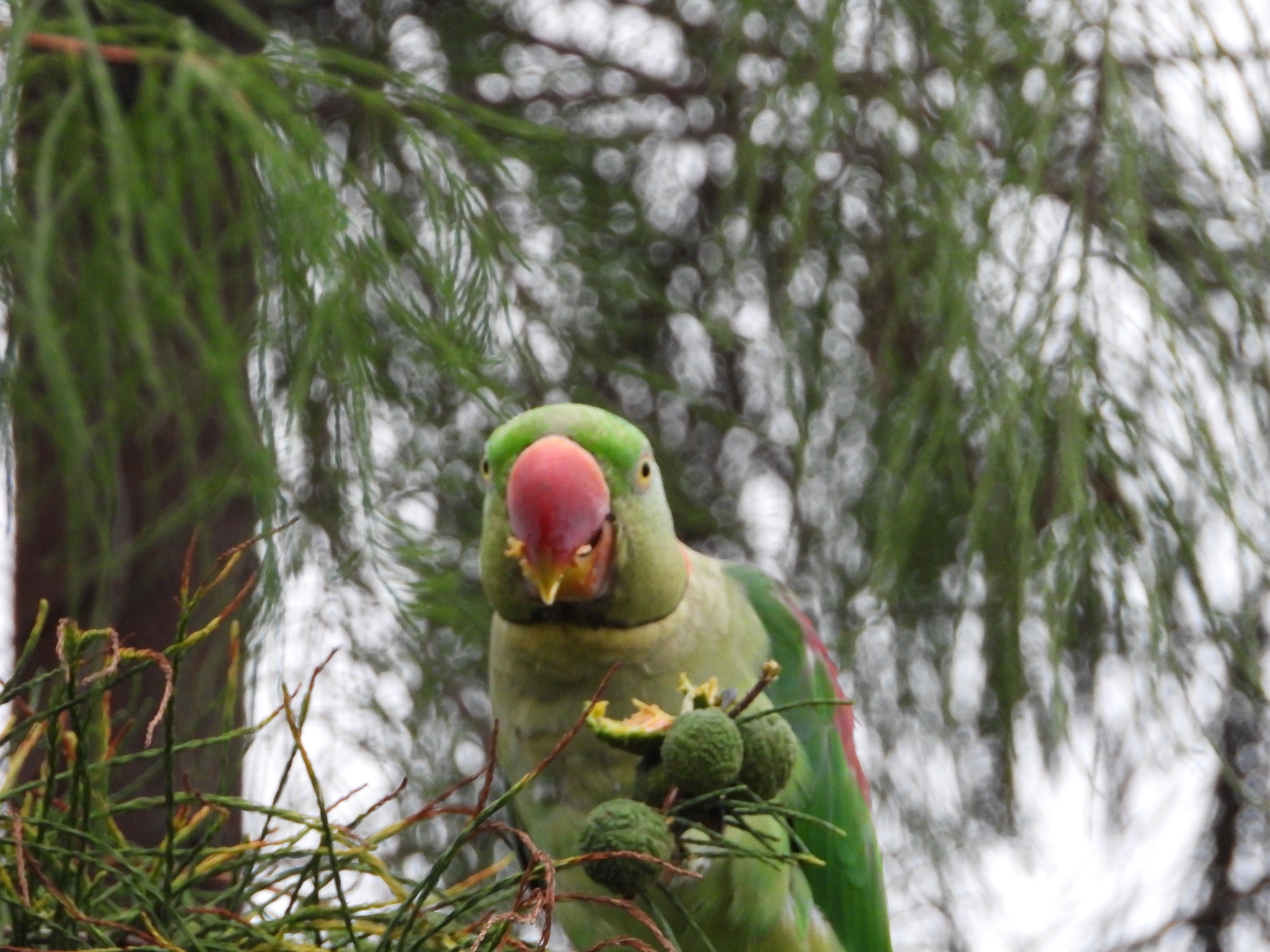 Alexandrine Parakeet