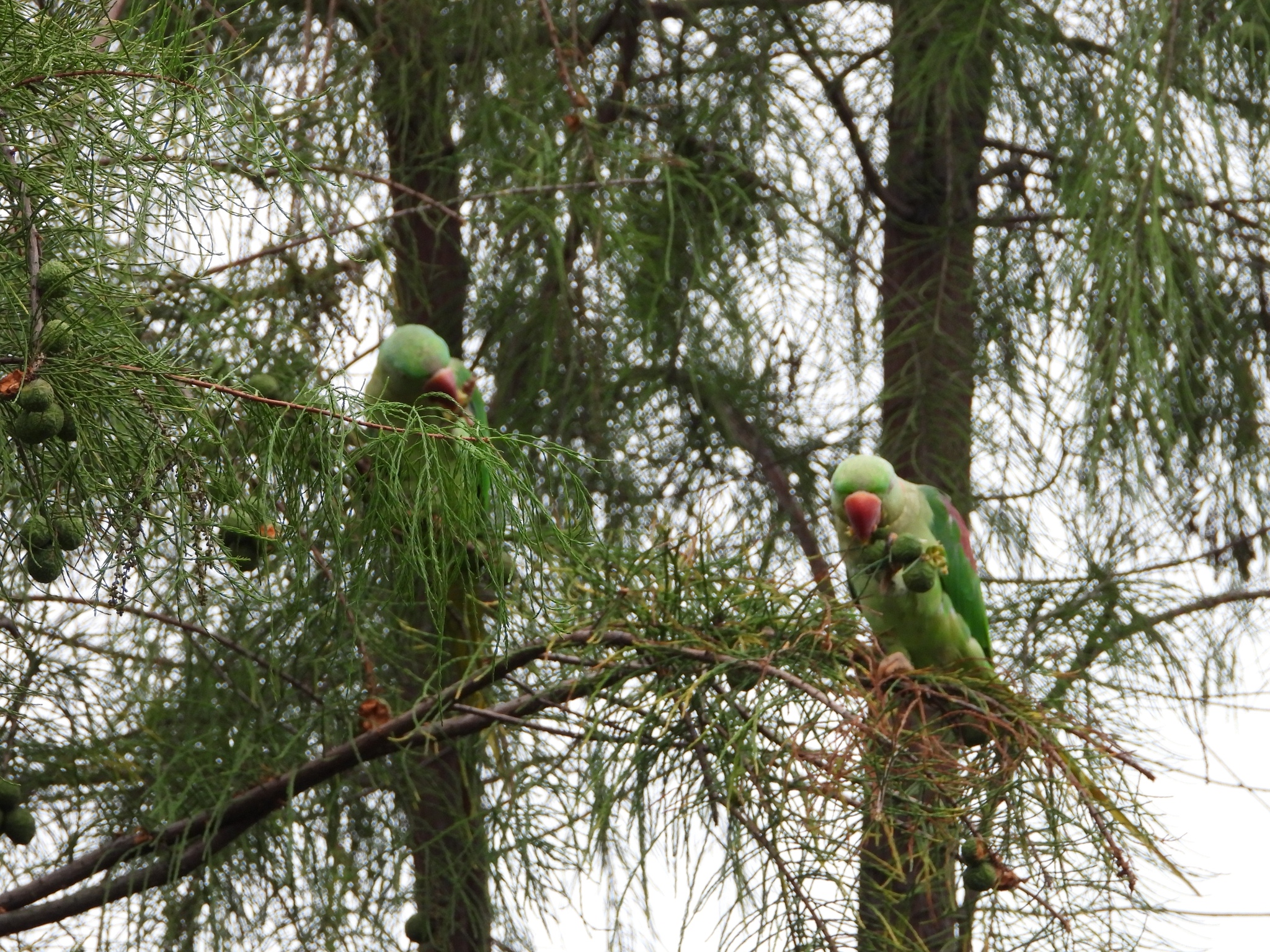 Alexandrine Parakeet