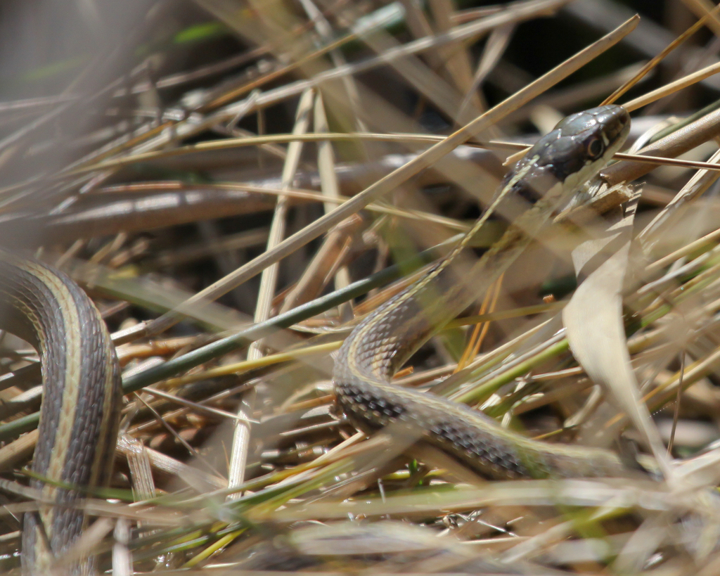 Common Ribbon Snake from 1160 Village Lane, Corolla, NC 27927, USA on ...
