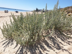 Atriplex cinerea