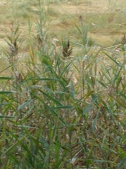 Angiospermae
