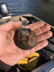 Cyclonaias tuberculata