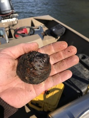 Cyclonaias tuberculata