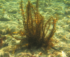 Carpophyllum plumosum
