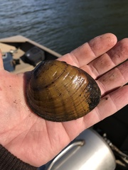 Ellipsaria lineolata