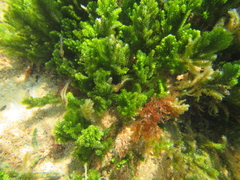 Caulerpa flexilis