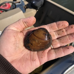 Ellipsaria lineolata