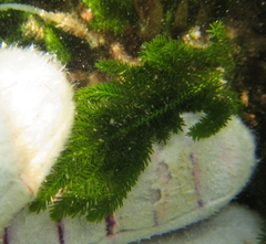 Caulerpa flexilis
