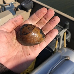 Ellipsaria lineolata