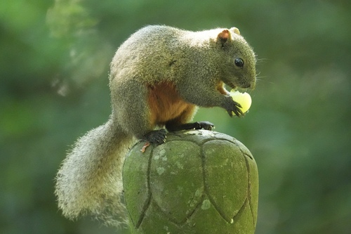 Pallas' Squirrel