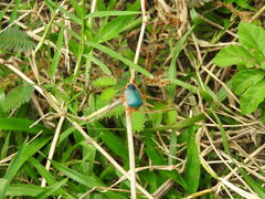 Edessa rufomarginata